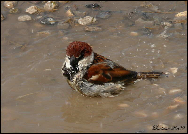 Il bagno del passero